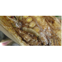 pyrale-larve-das-2_25juin20-k9af-u102822685445bkh-860x420agrodistribution_fr