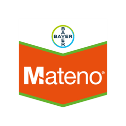 mateno